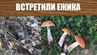 Встретили Ежика собирая Грибы