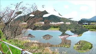 椹野川河川公園広場　4月6日