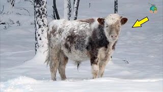 Якутский бык сбежал в лес зимой, фермер был в ужасе когда встретил его!