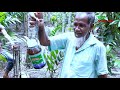 লটকন বাগানে কীটনাশক প্রয়োগ amazing rambai fruit gardening in bangladesh lotkon harvesting