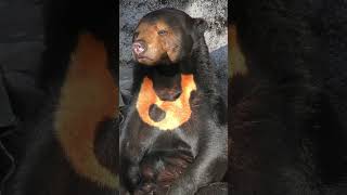 Sun bear dozing #Shorts