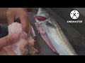 シーバス釣行（ボラ掛け）