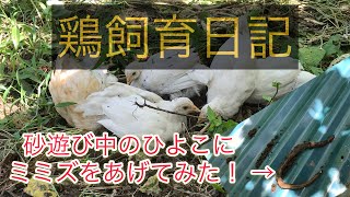 鶏飼育日記　砂遊び中のひよこにミミズをあげてみた！