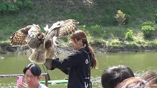 【掛川花鳥園公式】お家でバードショー　ワシミミズク「カムイ」