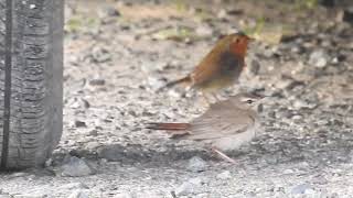 Rufous-tailed Scrub Robin, Treleaver, Cornwall, 23.8.21