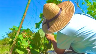 夏野菜をしばらく放置してみたらとんでもないことに。。