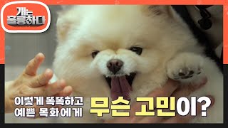 산책을 싫어한다?! 오늘의 고민犬.. ‘산책 극혐! 외출 거부 犬’ 포메라니안 목화! [개는 훌륭하다/Dogs Are Incredible] | KBS 230403 방송