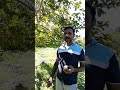 ഇതുപോലൊരു മധുരം ഉള്ള പേരക്ക vegitables fruit guava shorts shortsvideo