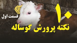 ده نکته مهم در پرورش گوساله - قسمت اول