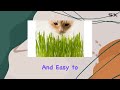 best organic wheatgrass kit for home growing effortless u0026 guaranteed to grow