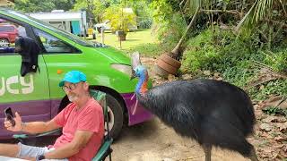 Cassowary Surprise