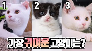 Choose The Cutest Cat (ENG SUB)