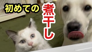 初めて煮干しを食べた子猫と犬の反応がこちらです