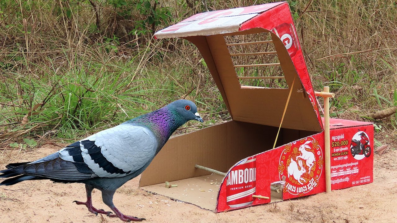 How To Make A Simple Homemade Bird Trap Homemade Ftempo