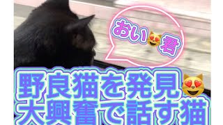 【しゃべる猫】野良猫を見つけめちゃ早口になる猫！バッキャロ、ふん😤ふん😤も出るよ！