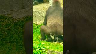 Gorilla mating | تزاوج الغوريلا