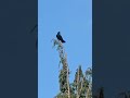 bird in the tree top birds birdslover nature youtube youtuber shorts wildlife birdwatching