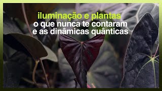 LIGHT AND PLANTS: WHAT THEY NEVER TOLD YOU AND QUANTUM DYNAMICS