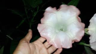 FLORAÇÃO DA TROMBETA DE ANJO OU Brugmansia suaveolens ❤🌸🏵🌺