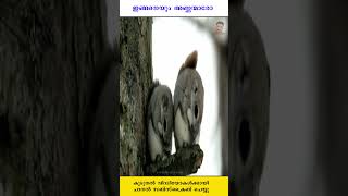 നിങ്ങൾ കണ്ടിട്ടില്ലാത്ത അണ്ണന്മാർ 06 | unknown facts malayalam #shorts #trending #viral #shortvideos