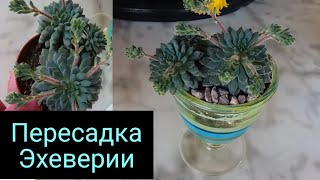 ПЕРЕСАЖИВАЮ ЕХЕВЕРИЮ🌱