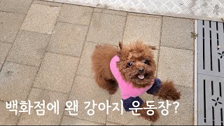 백화점에 강아지 운동장이 있다고?(feat. 멍글리 강아지유모차 언박싱)