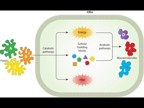 What is a good example of anabolism?