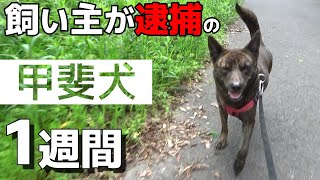 飼い主が逮捕された甲斐犬が来て１週間