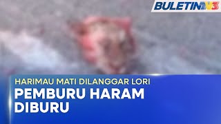 HARIMAU MATI DILANGGAR LORI | Pemburu Haram Disyaki Larikan Gigi Taring, Kuku Pak Belang