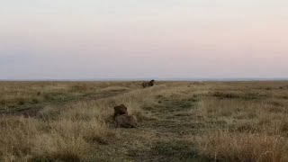 Male lion steals a lions lioness