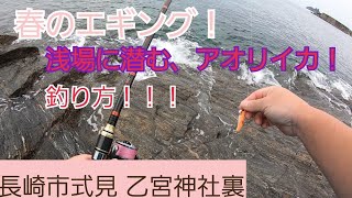 4月   春のエギング浅場に潜むアオリイカ 釣り方！長崎市式見 乙宮神社の裏の磯！！解説バージョン