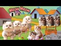 KUCING OYEN GEMBUL ‼️ ANAK KUCING MEONG MEONG ‼️  FUNNY KITTEN VIDEOS 2024 #kucunglucu #funnycats