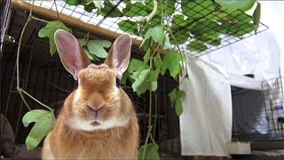 涼しい　緑のテラス(チャップ・ダンダンウー)　The rabbit is fun, the green terrace.