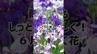 【6月の花】梅雨時期が見頃の人気の花 #shorts #ガーデニング #初夏の花 #梅雨 #6月の花