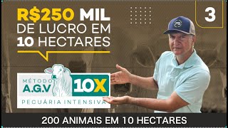 200 ANIMAIS EM 10 HECTARES. INICIEI O MÉTODO A.G.V 10X