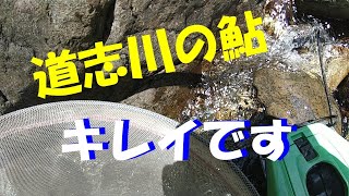 【道志川の鮎】まだまだ小型鮎ですが、楽しんできました。