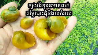 #បង្រៀនអំពីបច្ចេកទេសចិញ្ចឹមអត់គិតថ្លៃ#តេលេក្រាម0964242192095323291