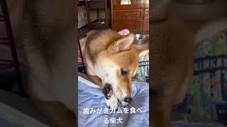 歯みがきガムを食べる柴犬🐕 #dog #shiba #shibainu #youtubeshorts #柴犬 #柴犬の日常 #youtube #犬 #歯みがき