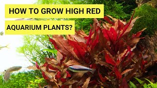 How To Grow Red Plants | How to make red plants more Red in Planted Aquarium | Easy to grow