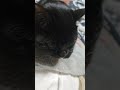 ルナ　おやすみの時間だよ　　 shorts 黒猫とおじいちゃん 黒猫好き 黒猫ルナ 黒猫の日常 猫のいる暮らし