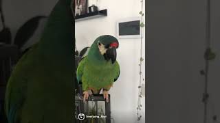 Daily dose of Kiwi #shorts illigers macaw