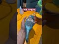 既然晚上你不让我睡，那白天你也别想睡😡😡😡 小鸟互动 搞笑 pets birds parrot animals cute funny 治愈 shorts