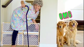 Crazy Grandma Pranks My Dogs!