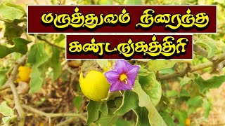 கண்டங்கத்திரி மருத்துவ குணங்கள் kandankathiri