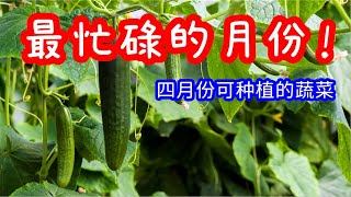 四月份适宜种植的蔬菜2022  (ZONE 8)