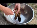 morel season has arrived in japan.