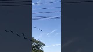 Seasonal Flying Duck | উড়ন্ত 🦆