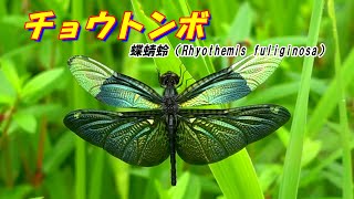 チョウトンボ(Rhyothemis fuliginosa)