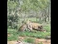 Leopardo reclamandole su comida a una hiena