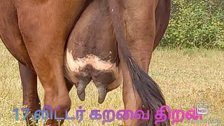 17 லிட்டர் கறவைத்திறன் செம்பூத்து காரி